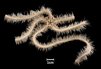 Media type: image;   Invertebrate Zoology OPH-2276 Aspect: ventral